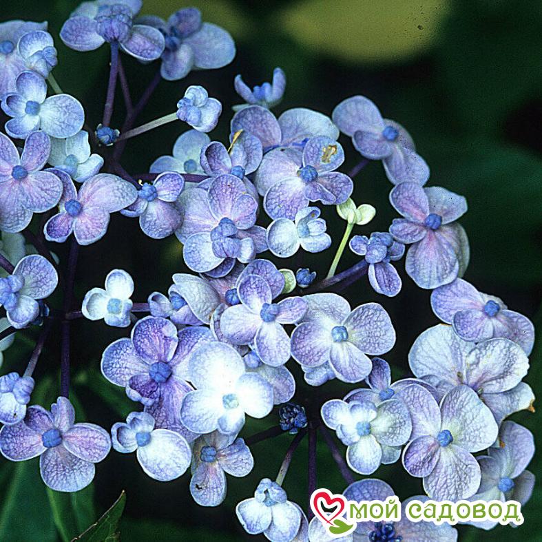 Гортензия крупнолистная Аиша ЗКС