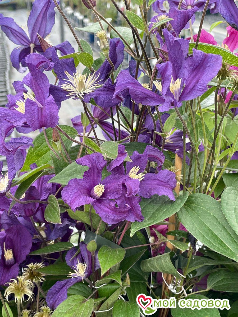 Клематис Блю Пируэт ЗКС