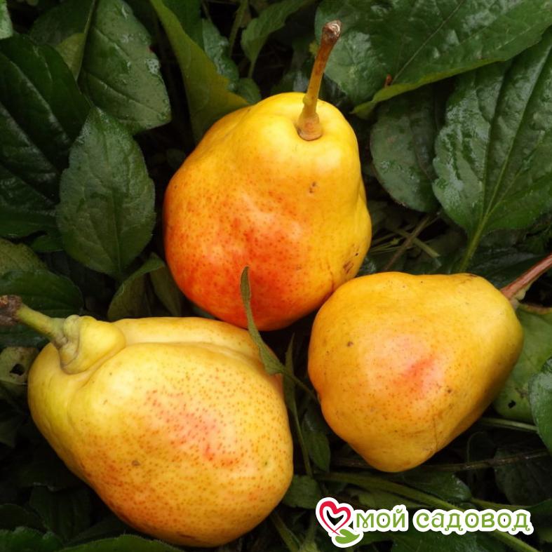 Груша Валентина