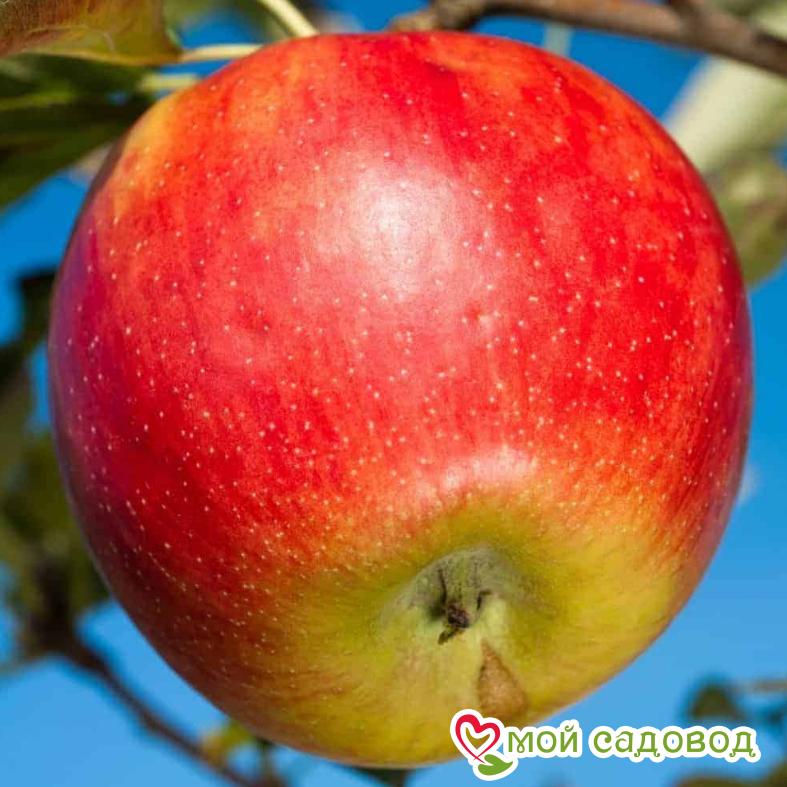Яблоня Джонаголд