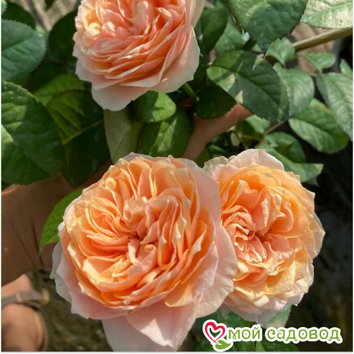 Роза чайно-гибридная Вувузела