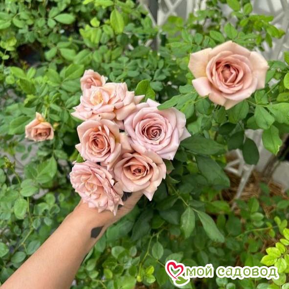 Роза Коко Локо