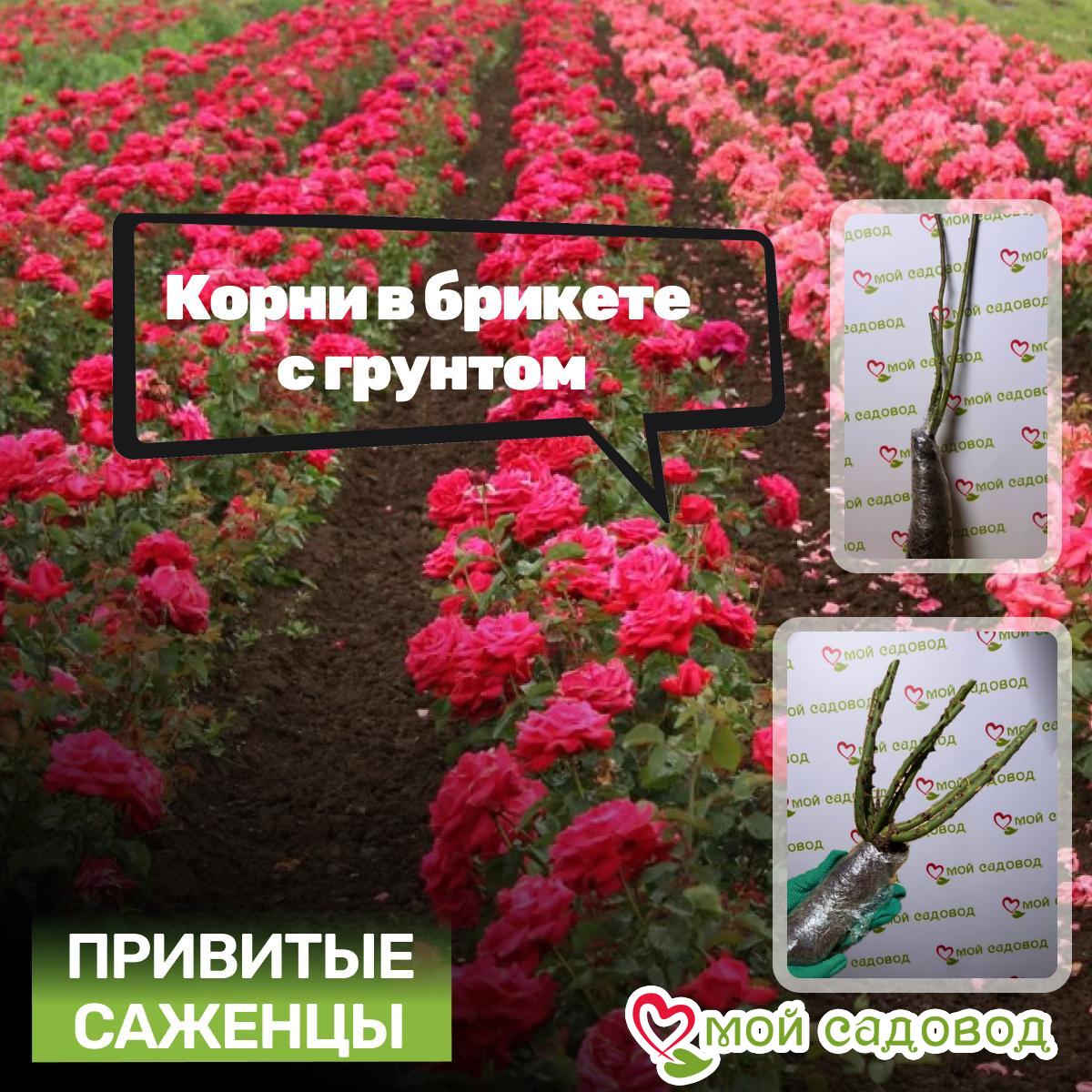 Роза Сан Кис