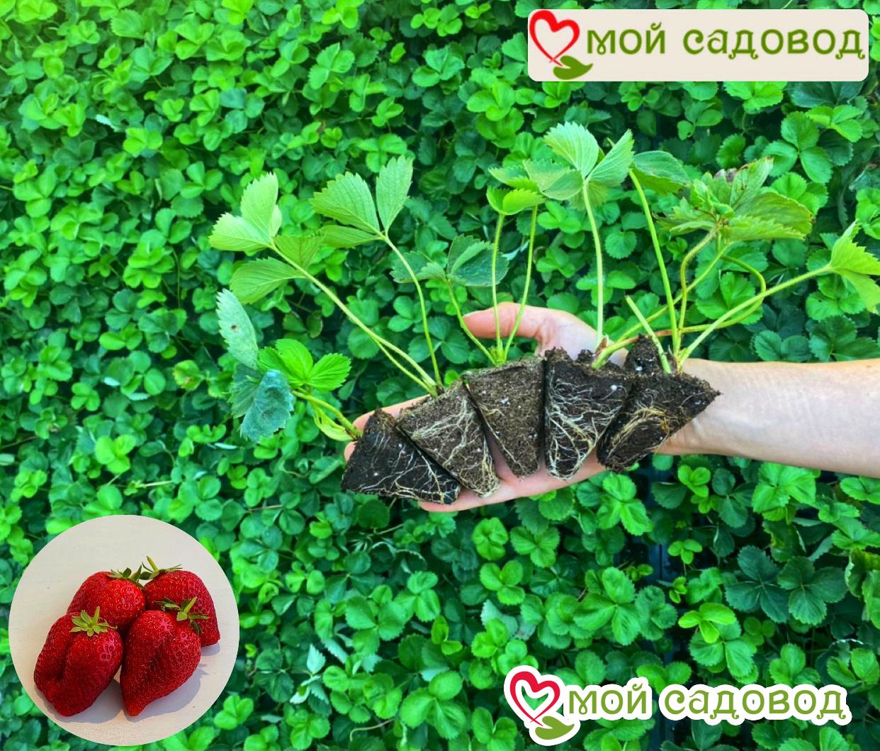 Клубника Клубничное Сердце